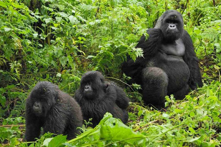 Gorilla Social Structure Explained