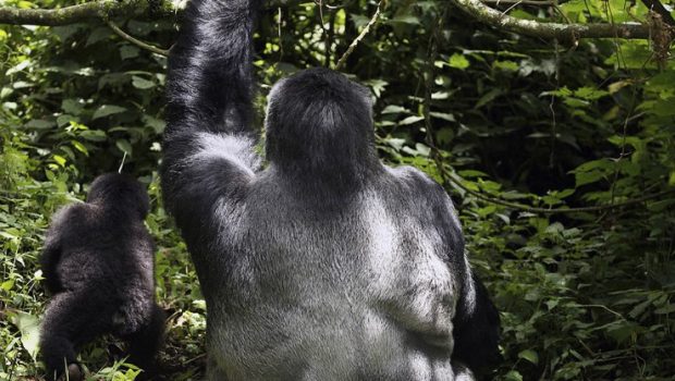 Agashya Gorilla Group Rwanda:
