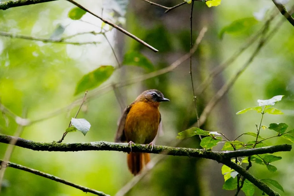 Albertine Rift Endemic Birds Bwindi