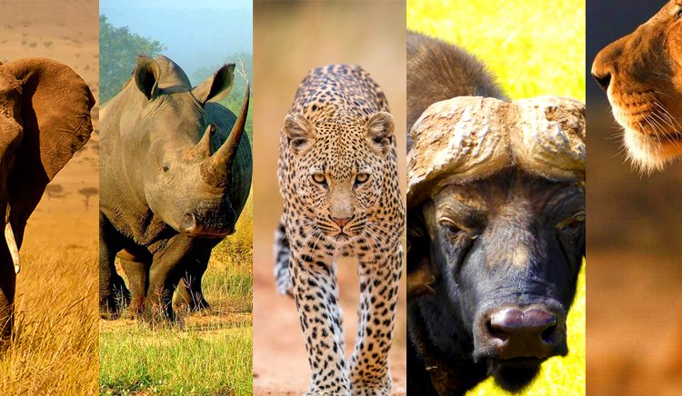 Uganda Safari Big Five