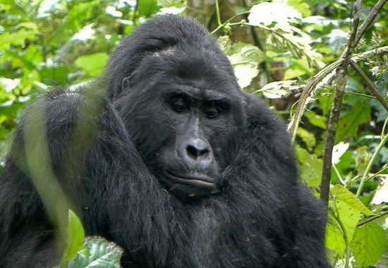 Mishaya Gorilla Group Profile Rushaga