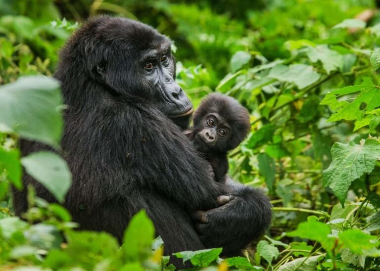 Nyungwe Forest National Park Rwanda