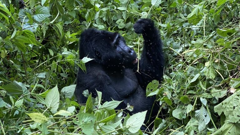 Gorilla Eye Contact Rules