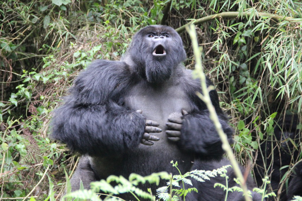 Gorilla Vocalisations Meaning
