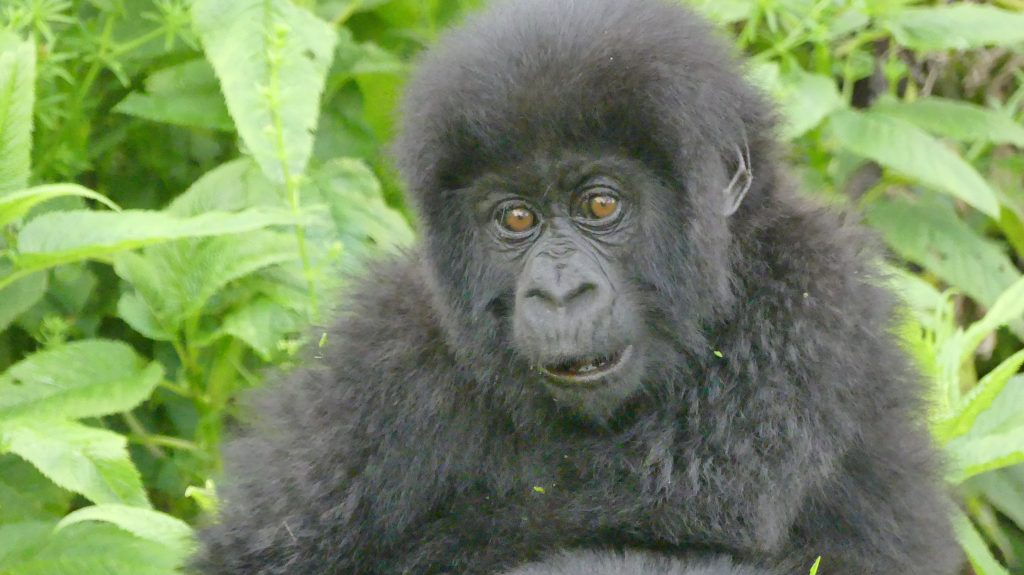 Susa Gorilla Group Rwanda