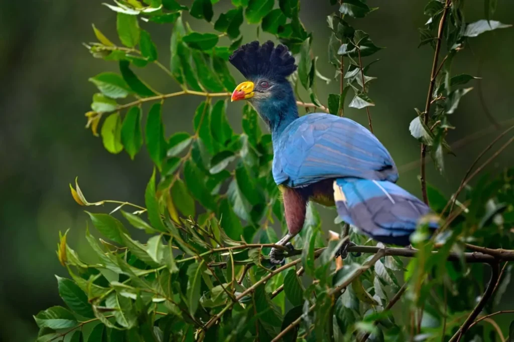 Birding Uganda Top Sites