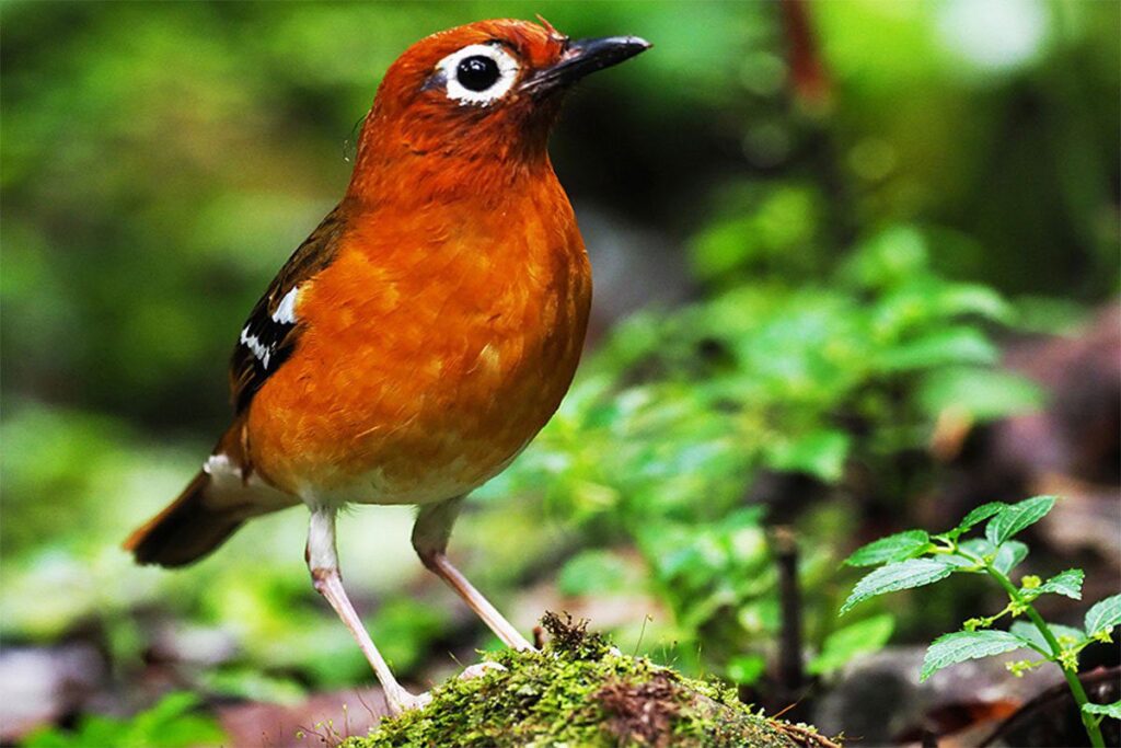 Chapin's Flycatcher Bwindi