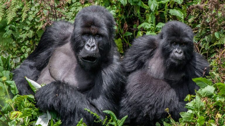Bwindi Marathon Gorilla Trekking