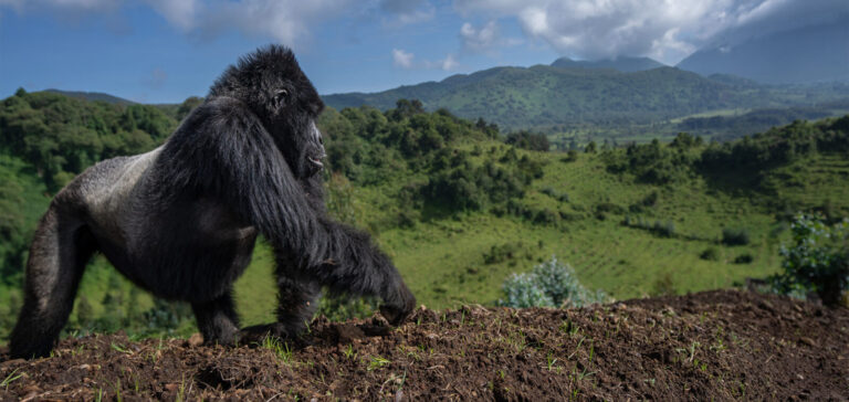 Gorilla Trekking Trivia Quiz
