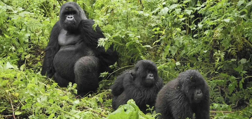 Gorilla Trekking Private Charter Flight