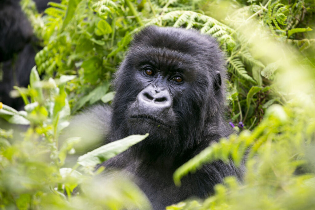 How Long Do Mountain Gorillas Live?
