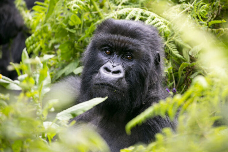 How Long Do Mountain Gorillas Live?