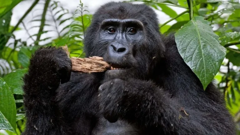 Gorilla Trekking Success Rate