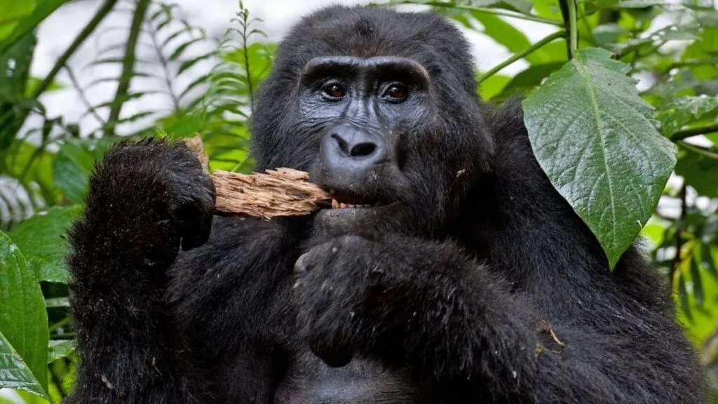 Gorilla Trekking Success Rate