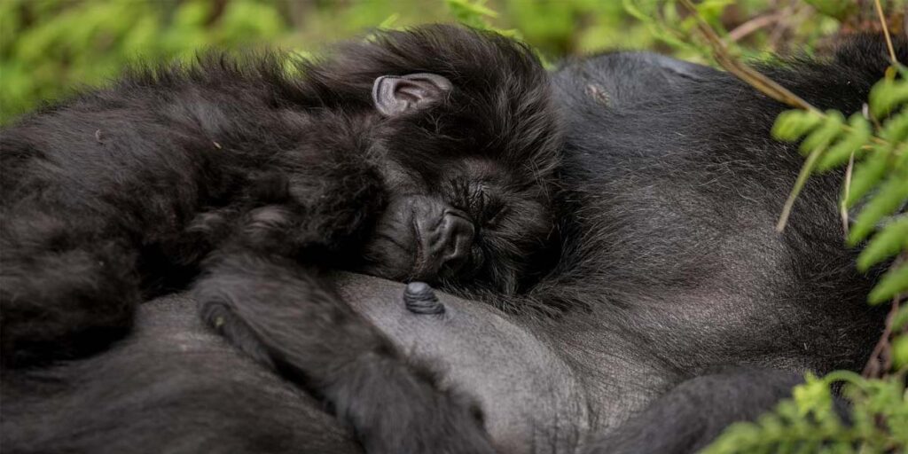 Gorilla Trekking Photography Tour Package