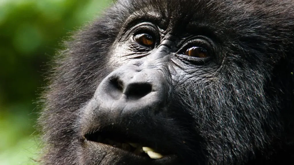Gorilla Trekking Kigali Art