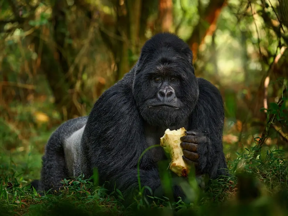 Gorilla Trekking Tour Operator Reviews
