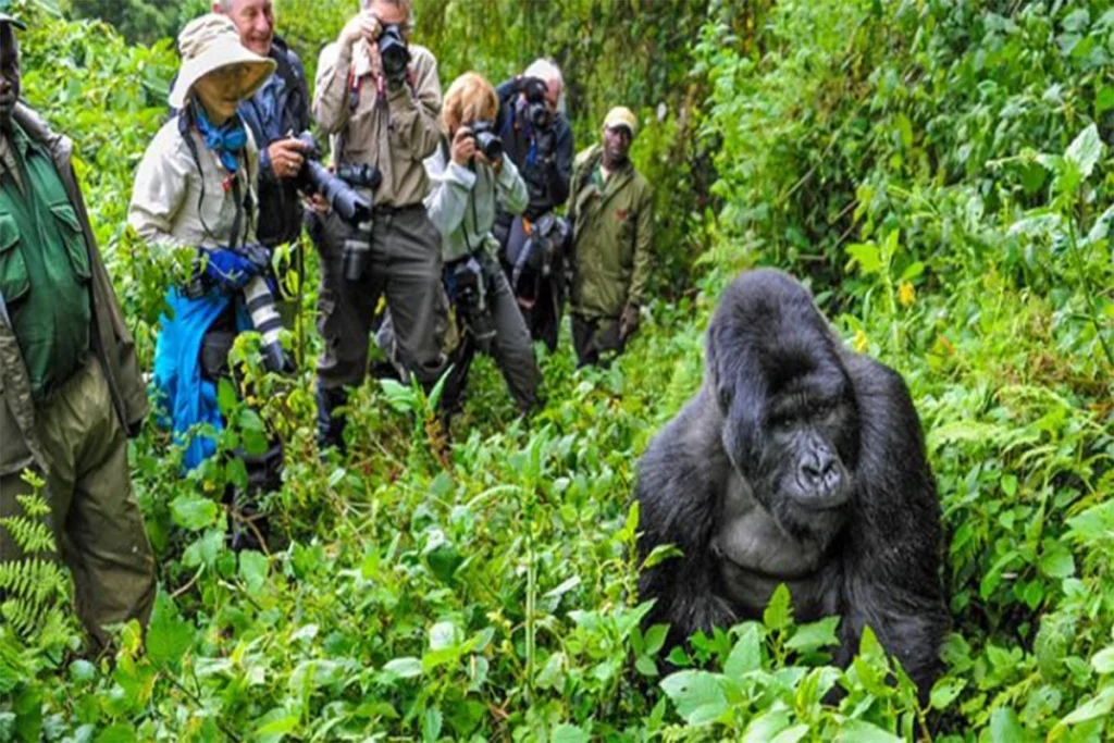 Kabale Town Gorilla Safari