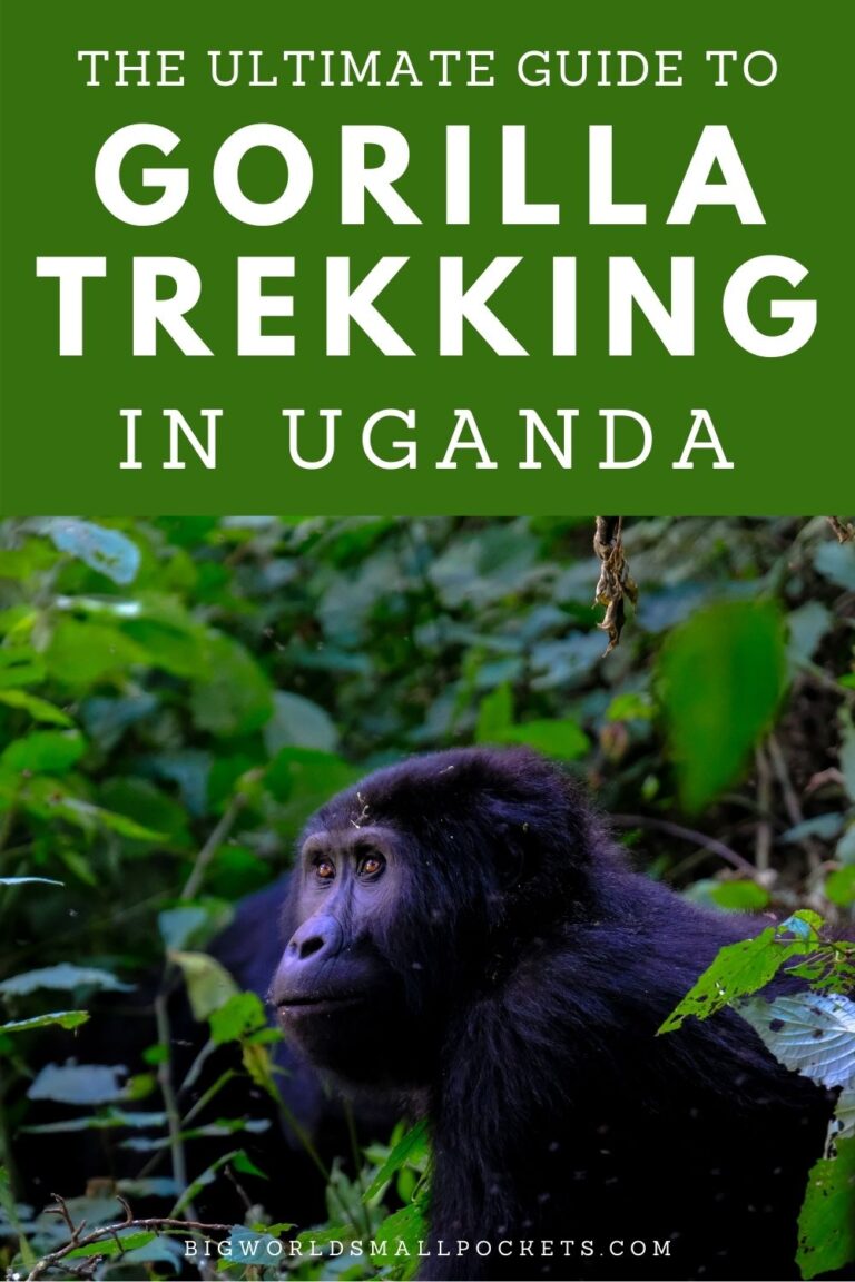 Gorilla Trekking Amazon Prime Guide
