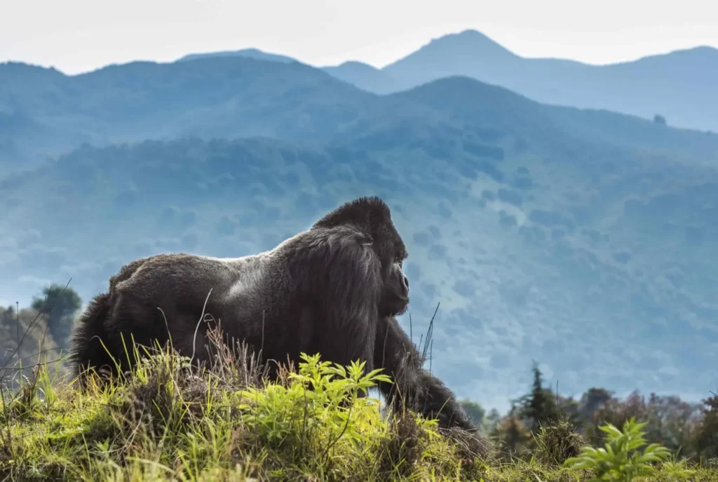 Gisenyi Rubavu Lake Kivu Gorilla Safari