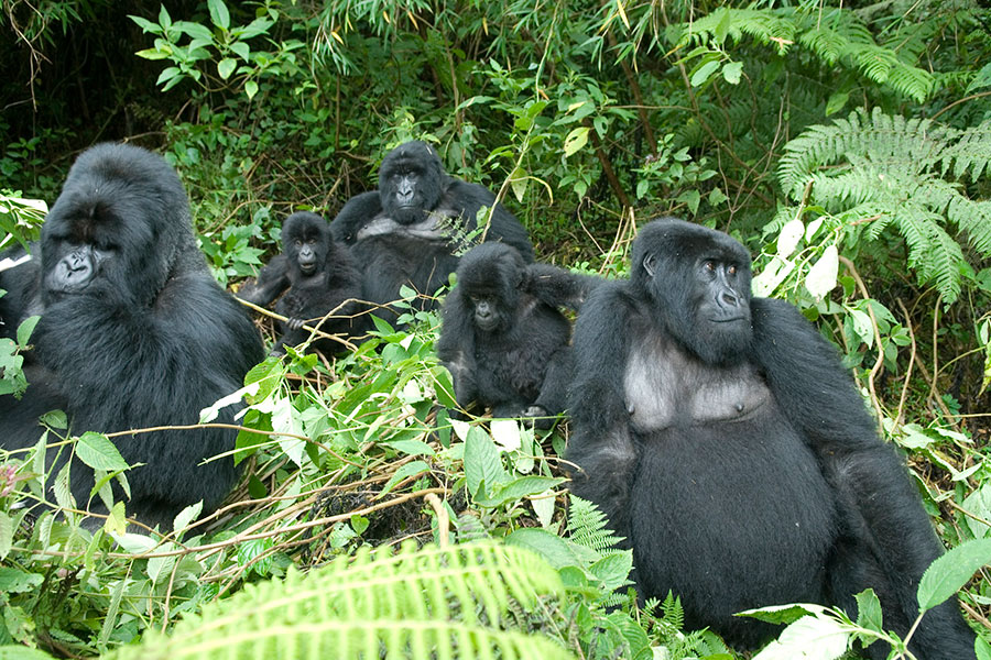 Mountain vs Lowland Gorilla Differences