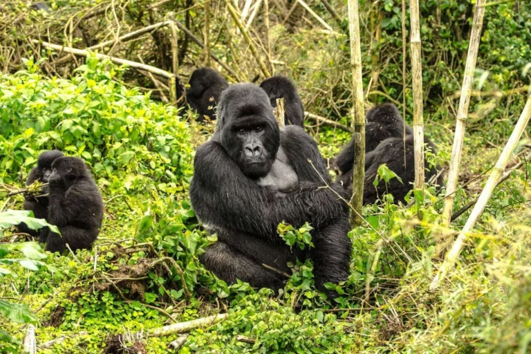 Gorilla Trekking Rwanda Kigali Tour