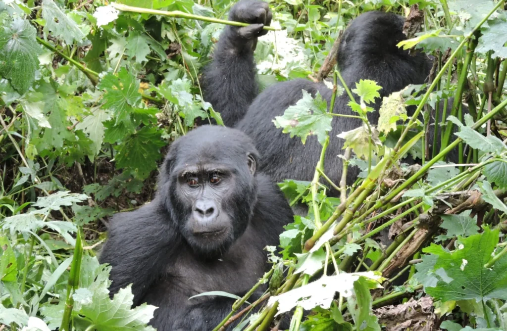 Gorilla Trekking Disease Transmission Risks