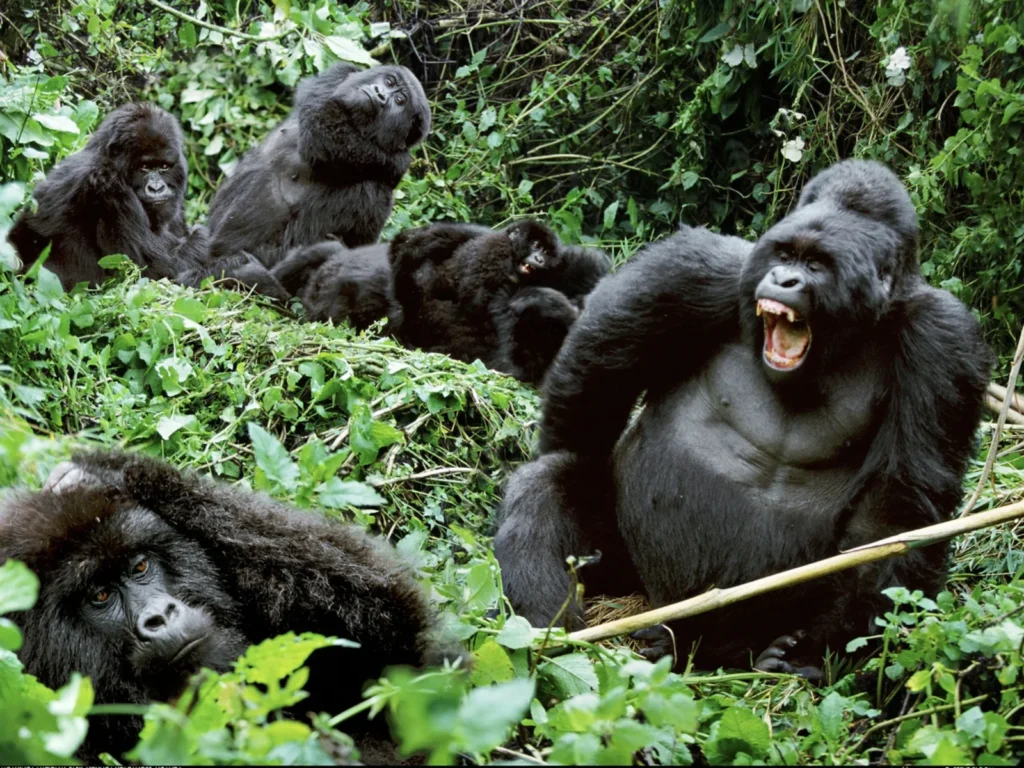 Gorilla Trekking and Local School Visit Uganda