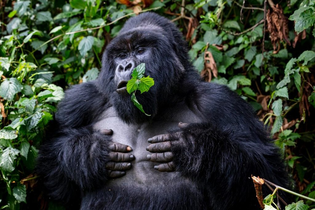 How Do Gorillas Communicate?