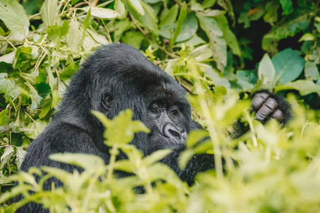Gorilla Trekking Puzzle Gift