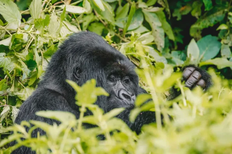 Gorilla Trekking Puzzle Gift