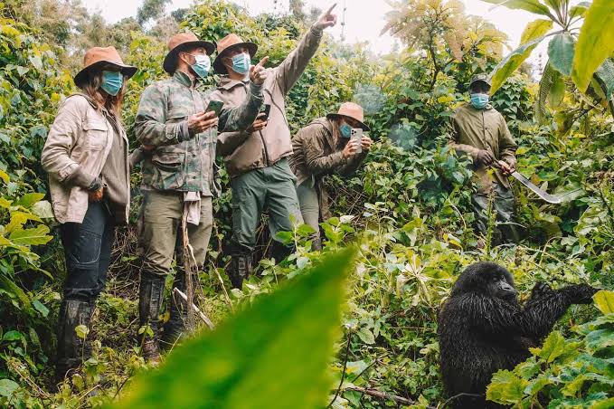 Gorilla Safari eLearning Platform