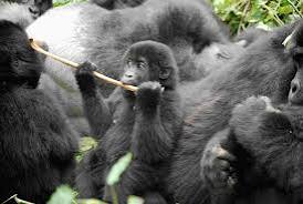 Gorilla Conservation Podcast List