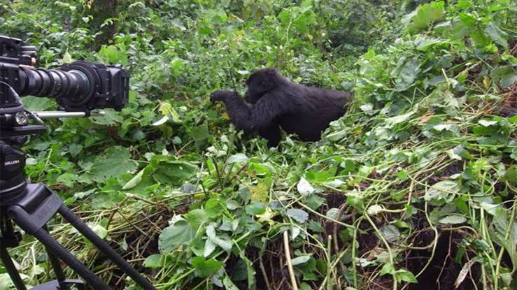 Gorilla Trekking Documentary Watch Guide: