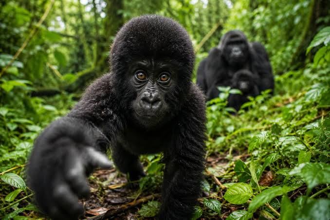 Gorilla Trekking Netflix Show Guide