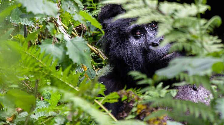 Gorilla Safari Magazine Subscription