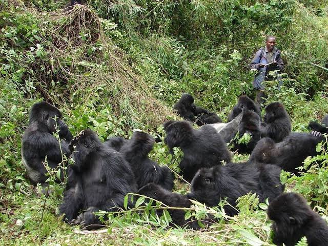 Gorilla Trekking Book Club List