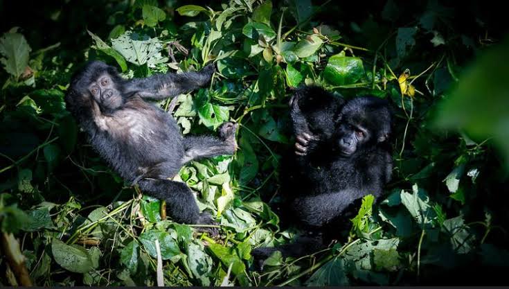 Kisoro Town Gorilla Trekking Base