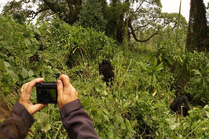 Kabale Town Gorilla Safari