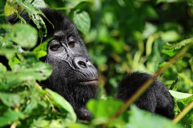 Gorilla Safari from Kampala Day Trip
