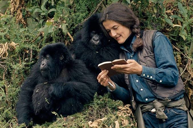 ORTPN Rwanda Gorilla Permit History