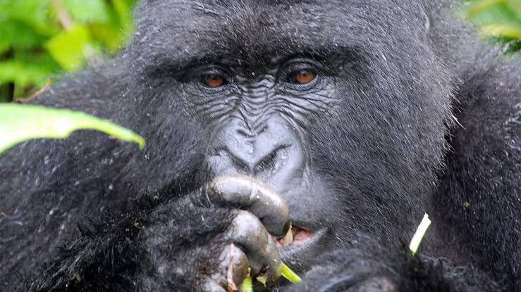 Best Gorilla Safari Operators Uganda 2026