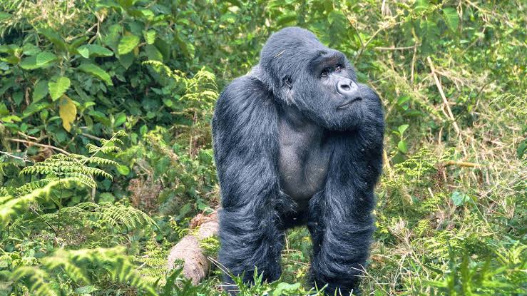 Best Gorilla Safari Operators Rwanda 2026