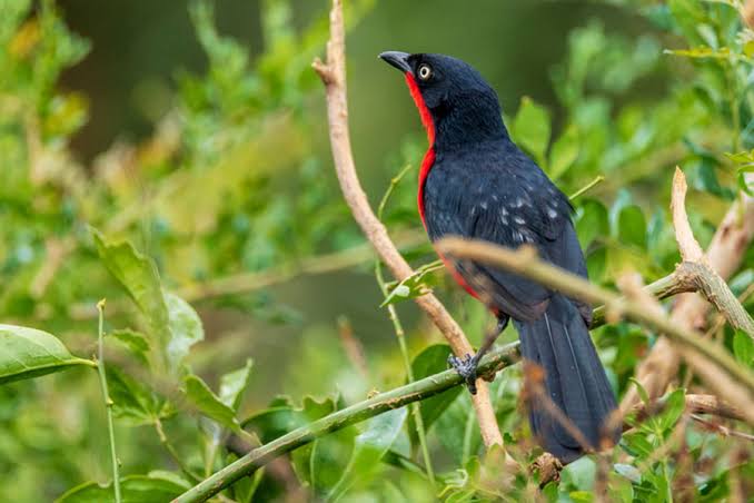 Birding Bwindi Impenetrable Forest