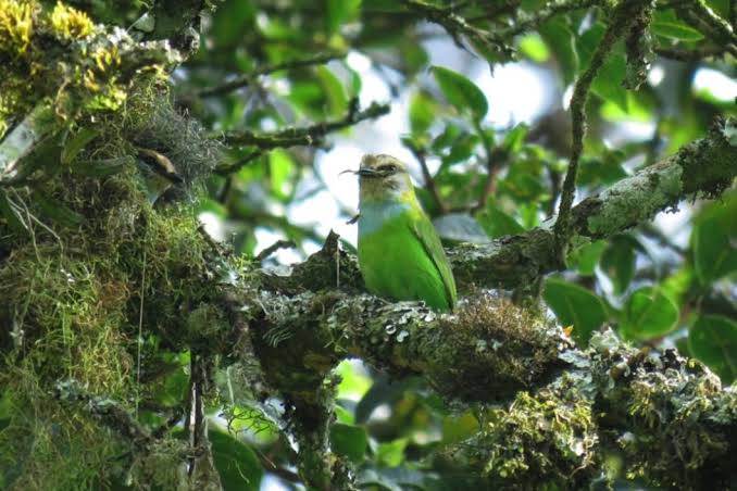 African Green Broadbill Bwindi
