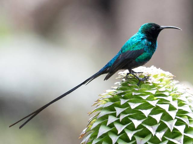 Birding Volcanoes National Park Rwanda