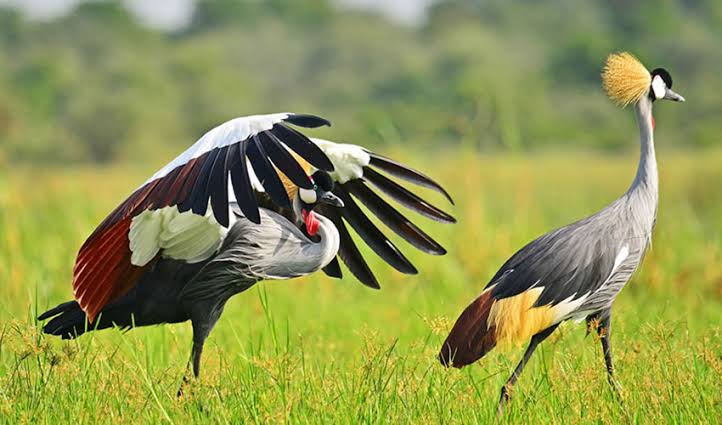 Birding Rwanda Top Sites
