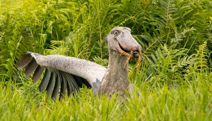 Shoebill Stork Uganda Where to See