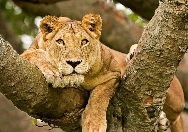 Wildlife Queen Elizabeth National Park Uganda