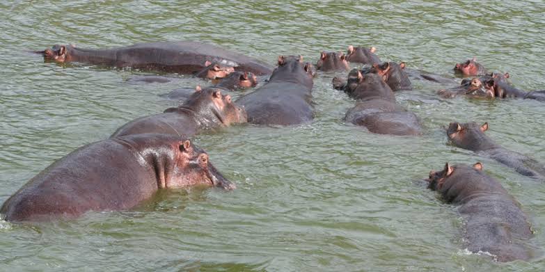 Hippo Tour Kazinga Channel